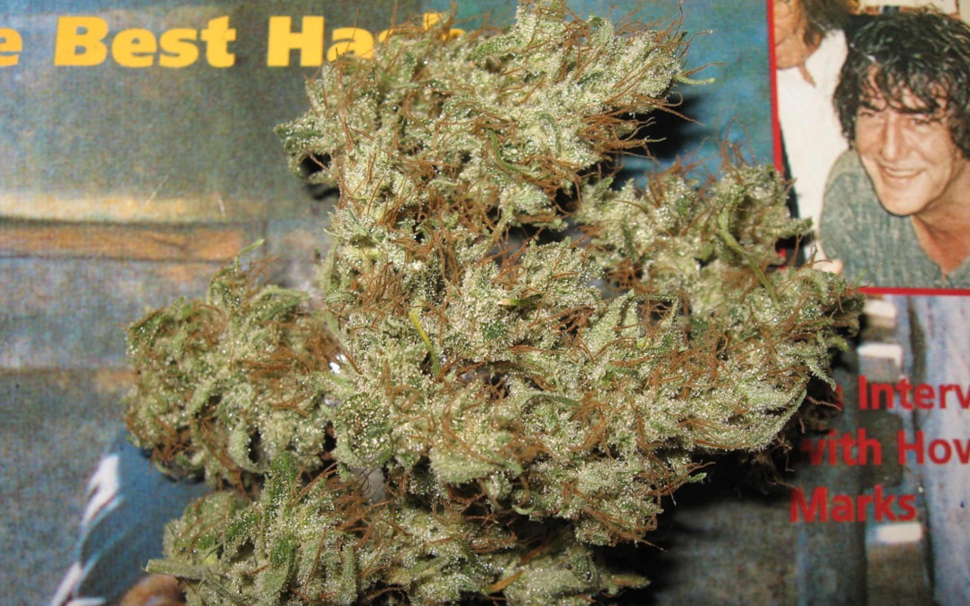 Black Widow Mr. Nice nasiona 