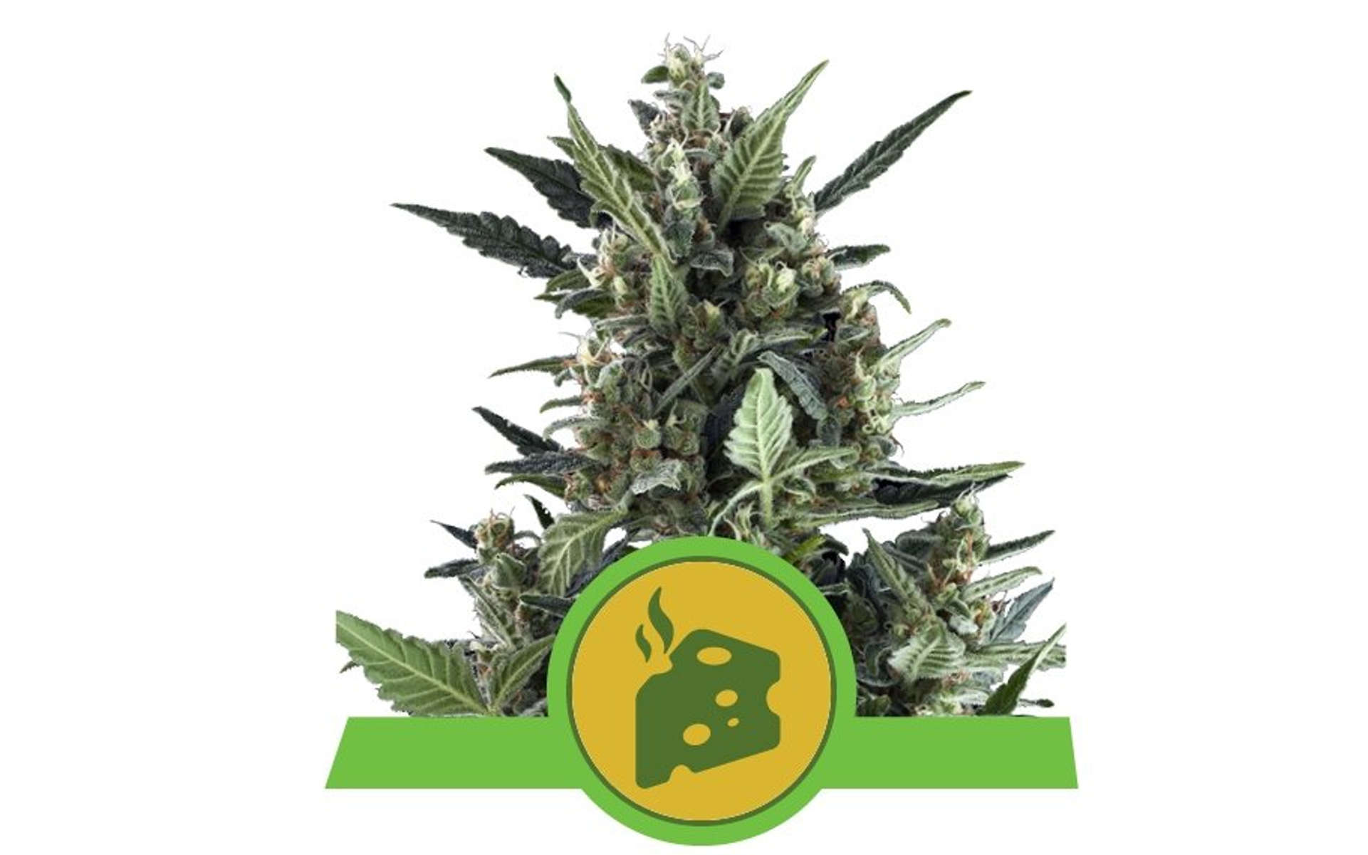 Blue Cheese najlepsza odmiana marihuany