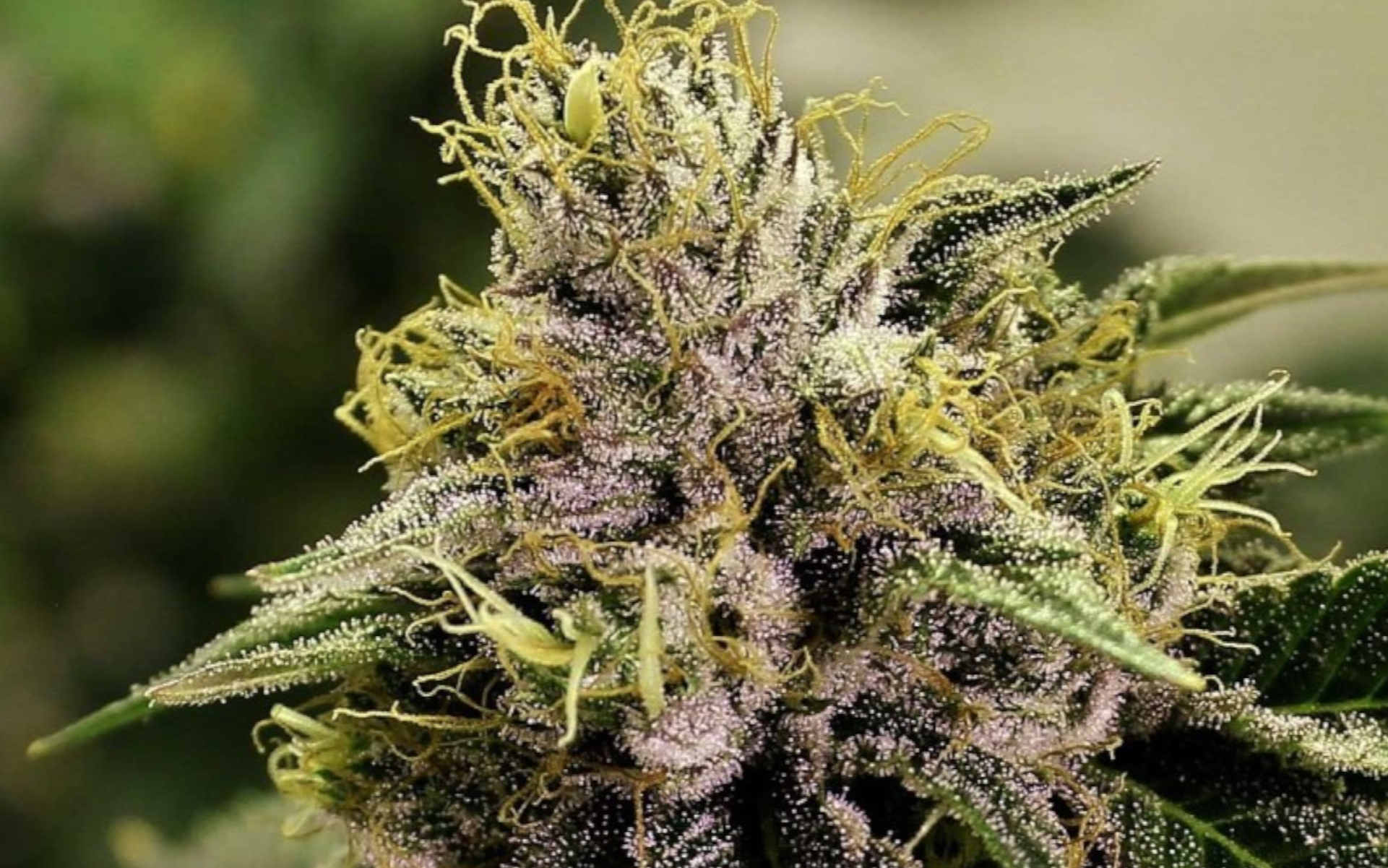 Blue Mystic feminizowane słaby zapach