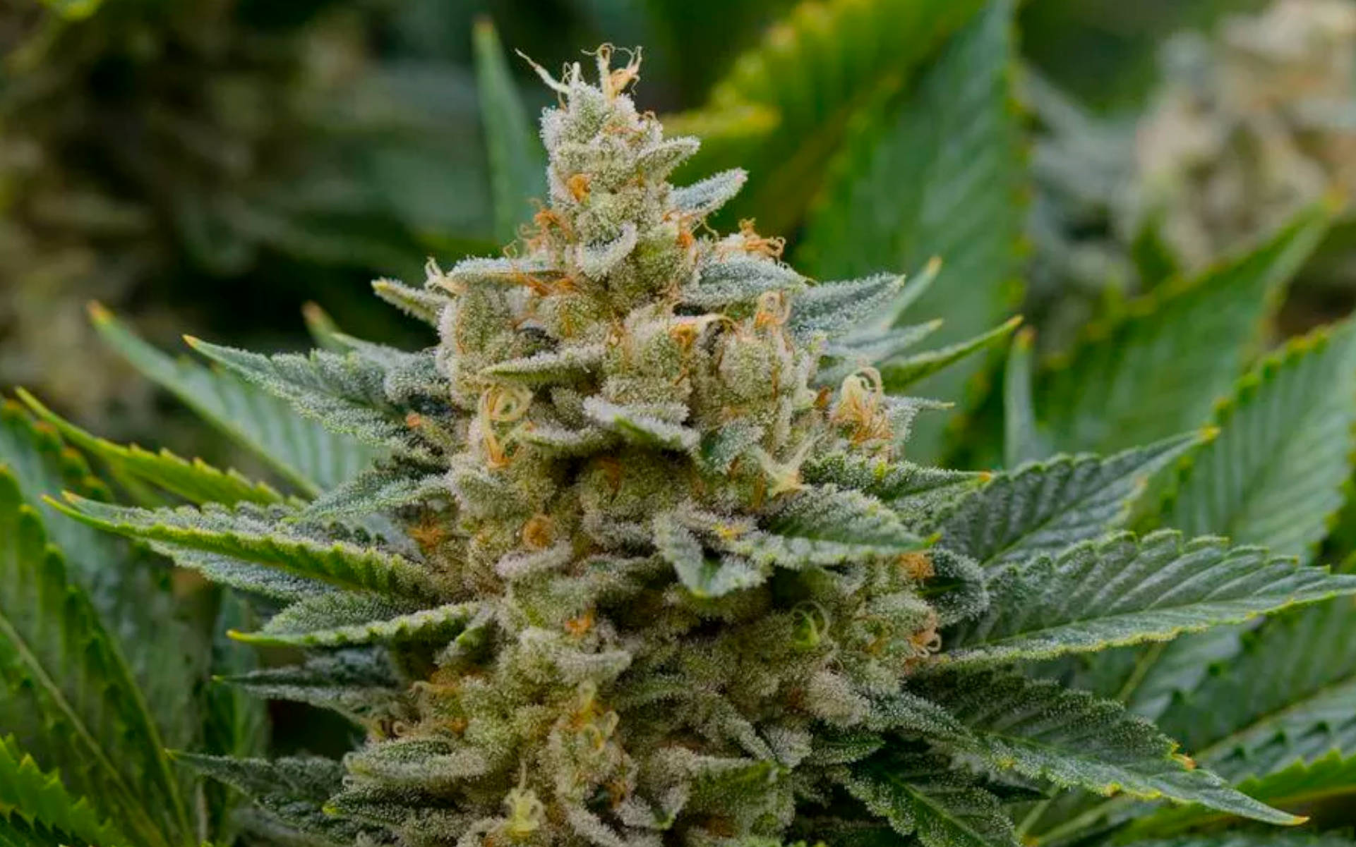 Chemdog 4 nasiona marihuany