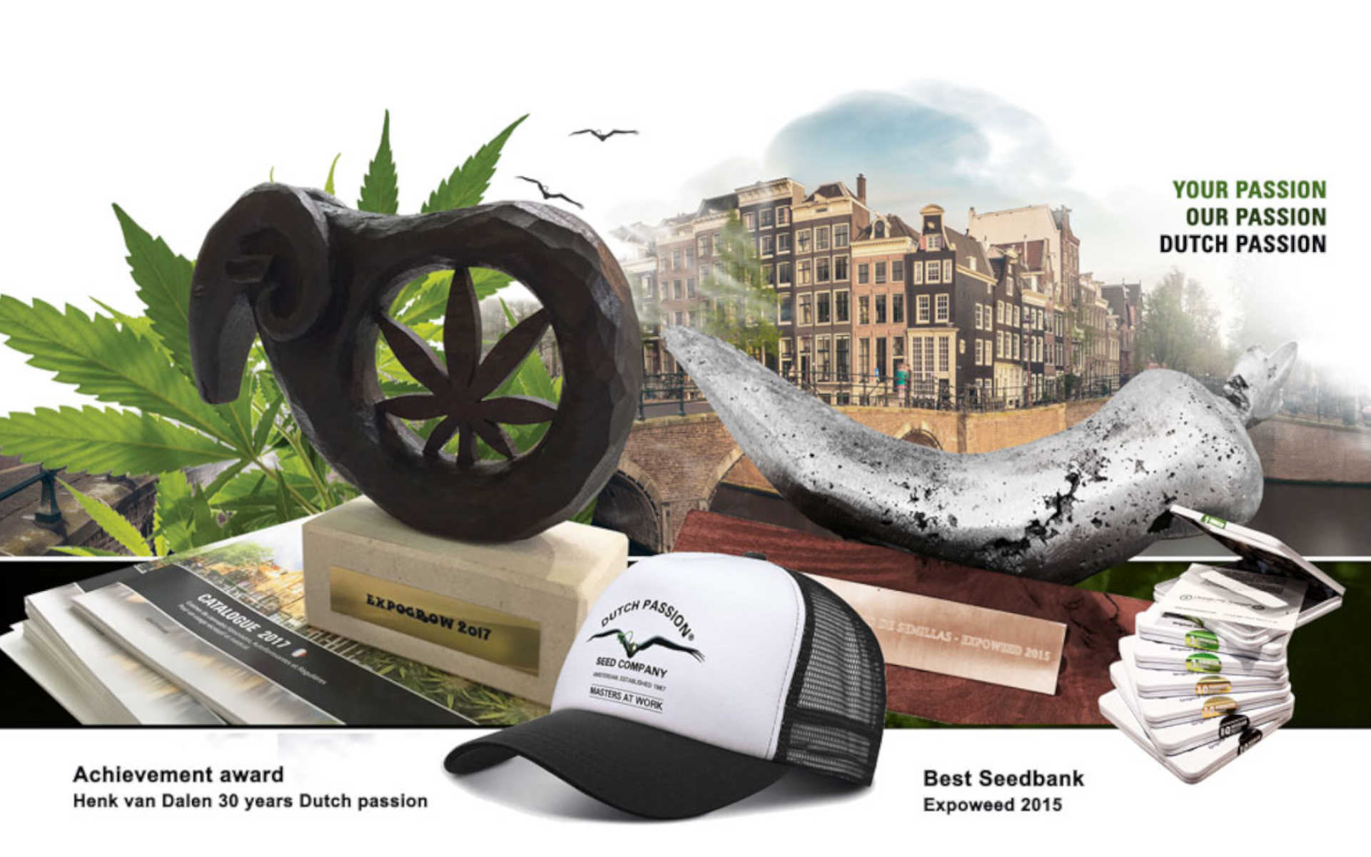 Dutch Passion feminizowane nasiona marihuany