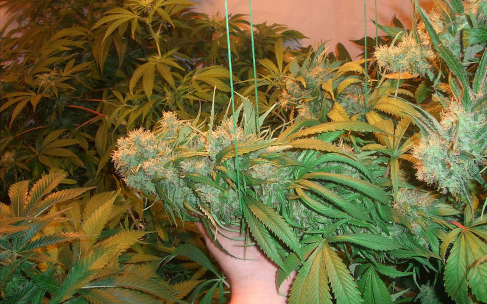 Jack Herer nasiona marihuany