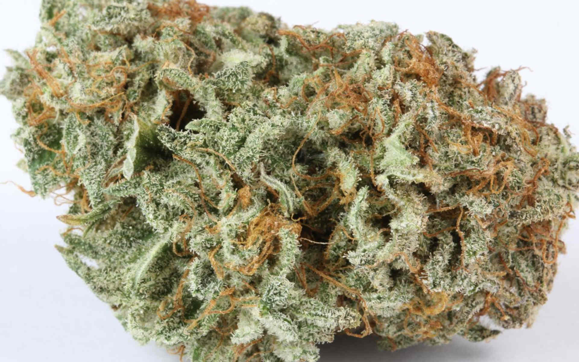 Master Kush Dutch Passion feminizowany