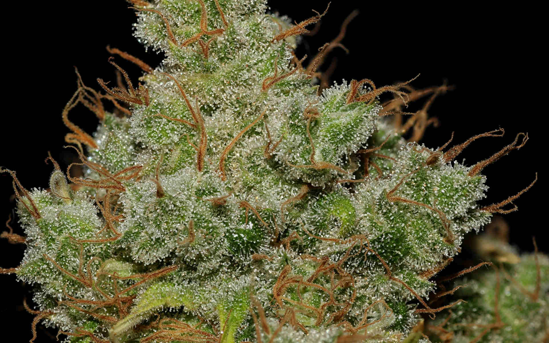 Odmiana marihuany Jack Herer feminizowane