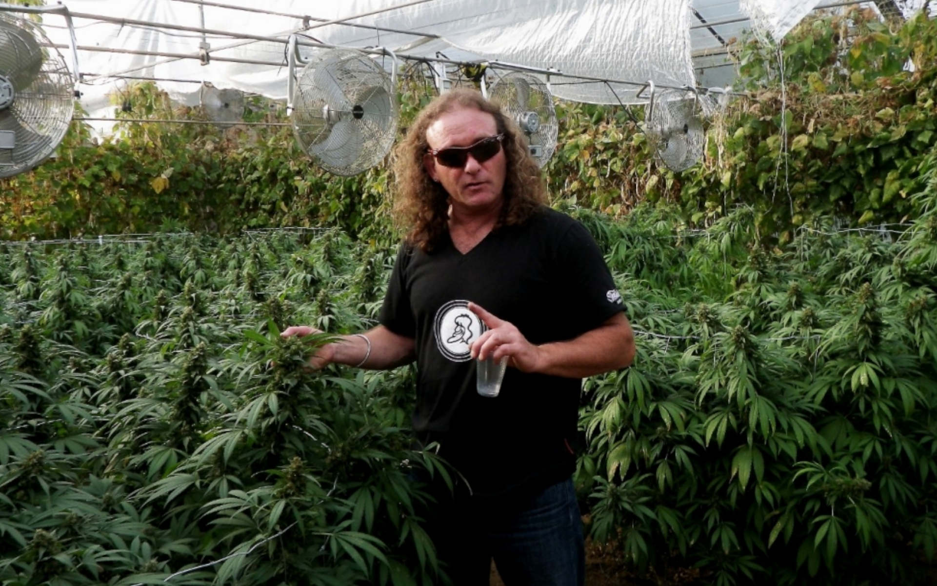 Shantibaba twórca odmiany White Widow