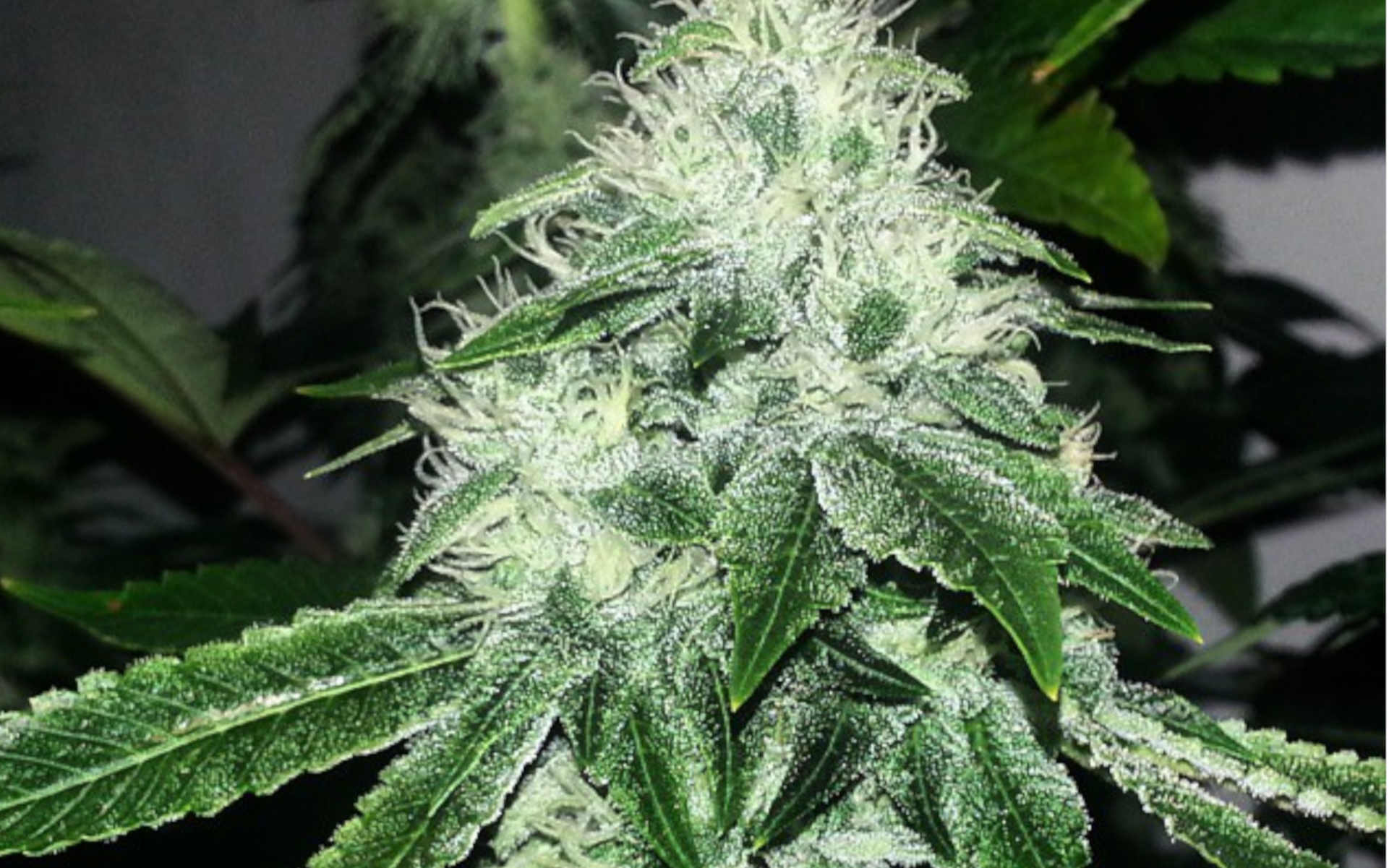 Sour Diesel nasiona marihuany