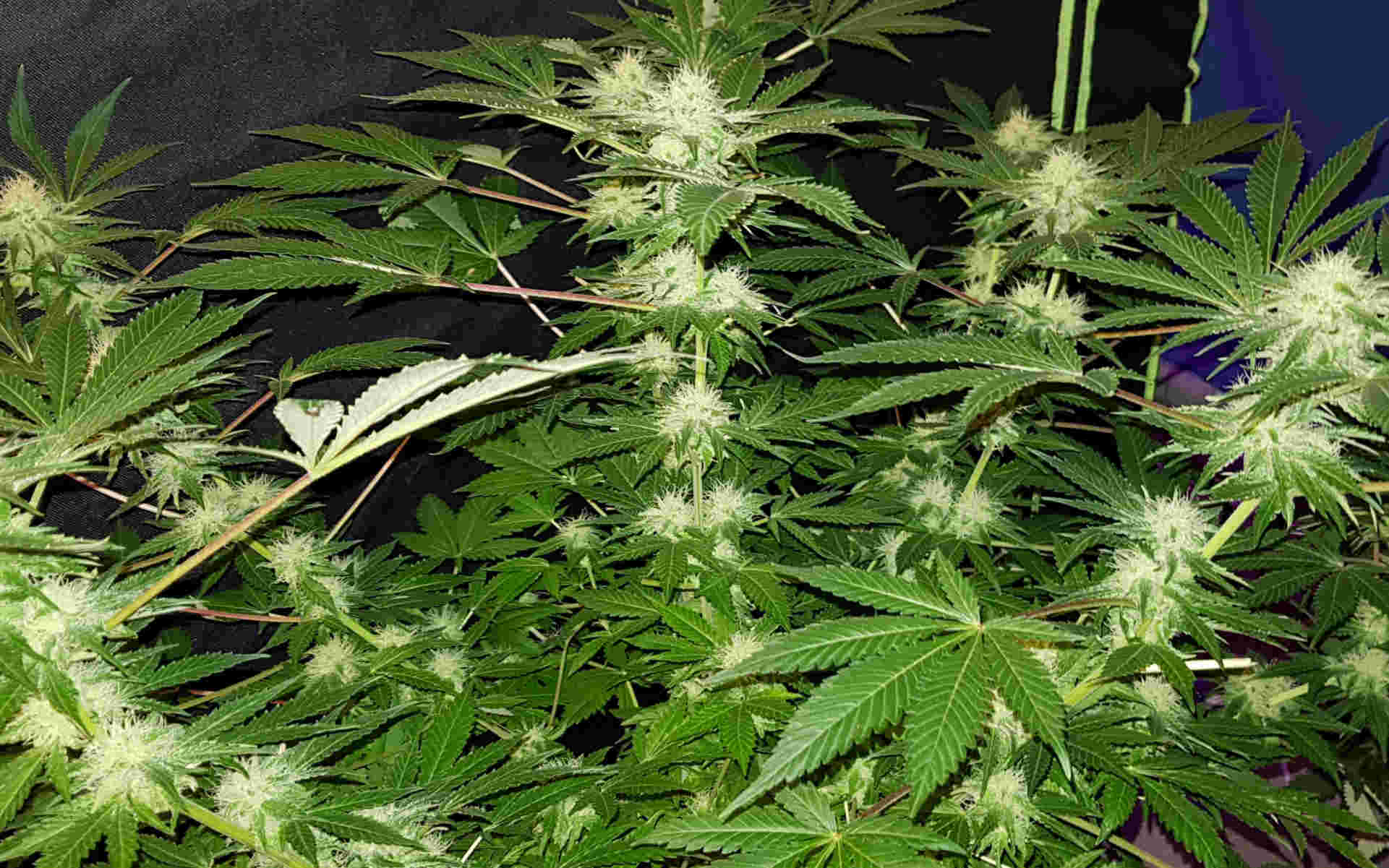 Aurora Indica Nirvana marihuana