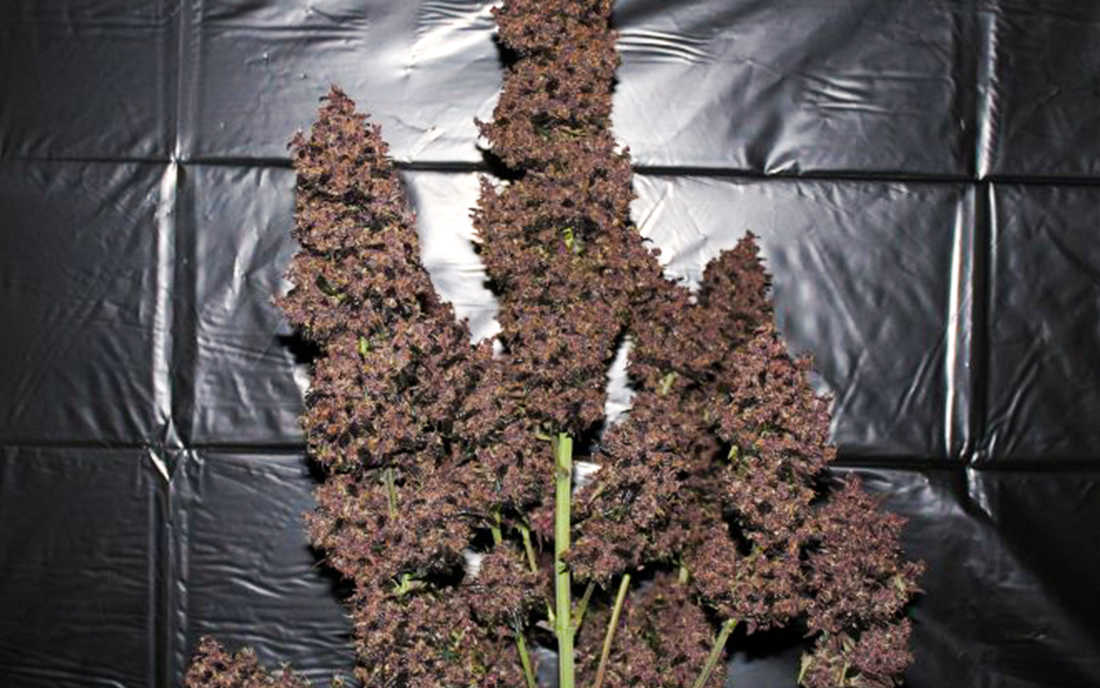 C4 Fast Buds fioletowe topy