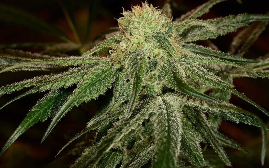 Cannatonic medyczna odmiana marihuany z CBD