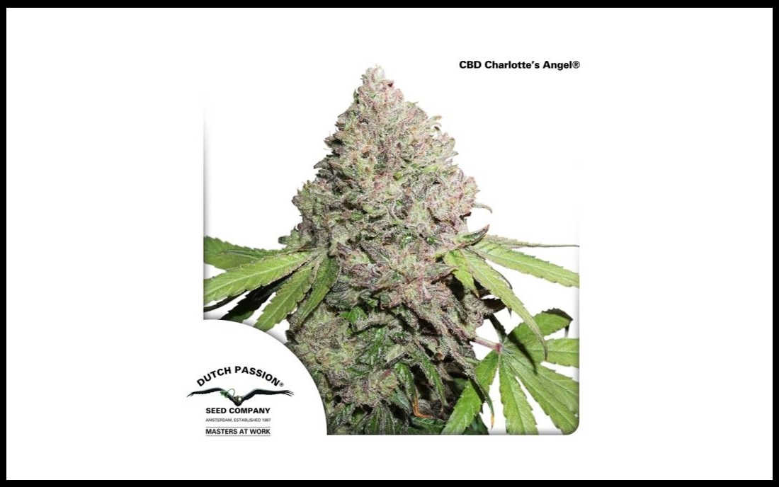CBD Charlotte's Angel medyczna marihuana