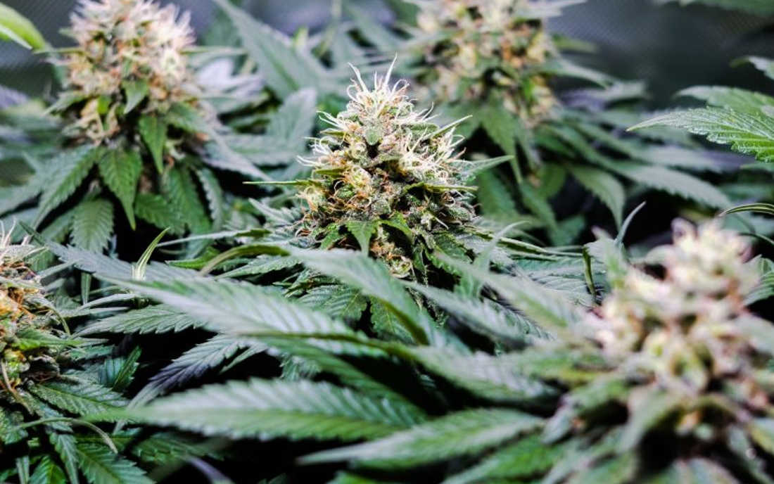 CBD Therapy odmiana medycznej marihuany