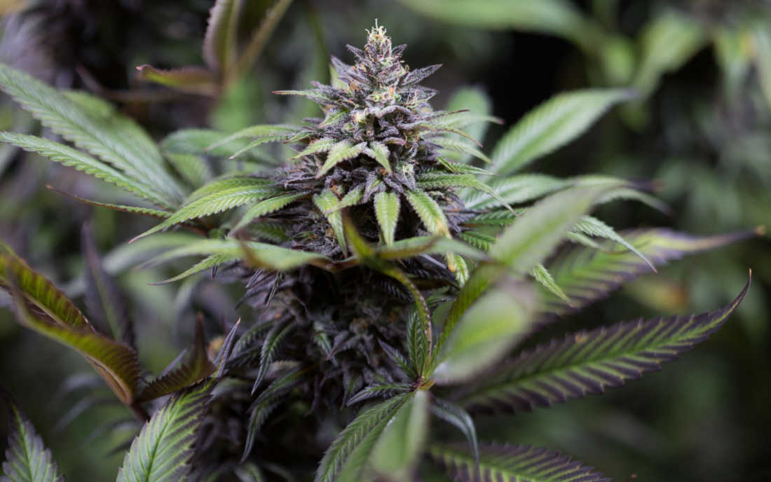 Dinafem Dinamed CBD medyczna odmiana