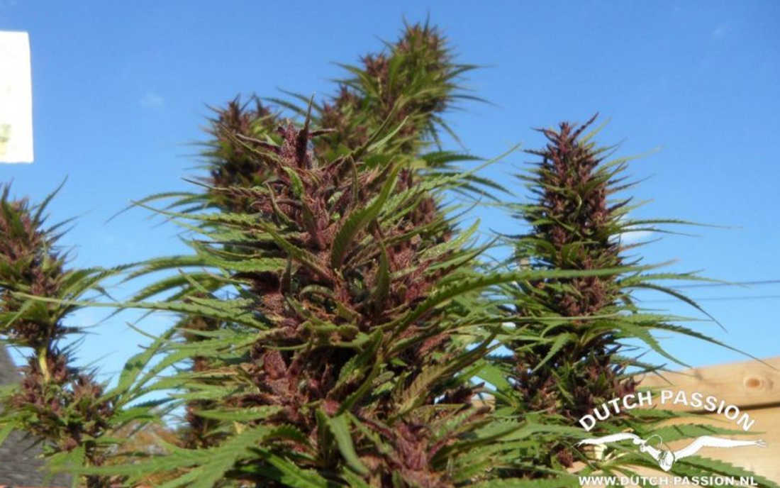 Fioletowa odmiana outdoor Purple 1