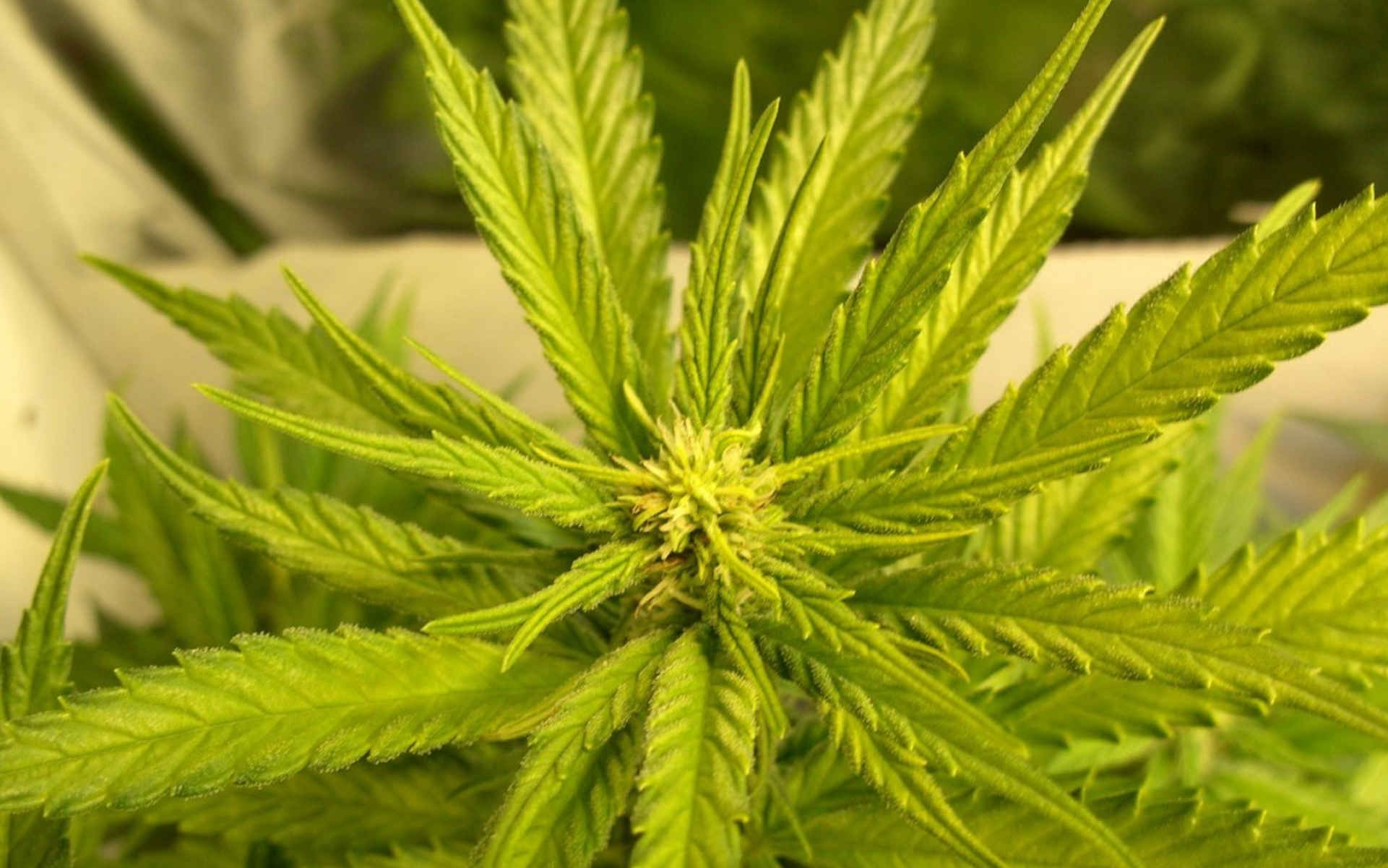 Hawaii Maui Nirvana marihuana