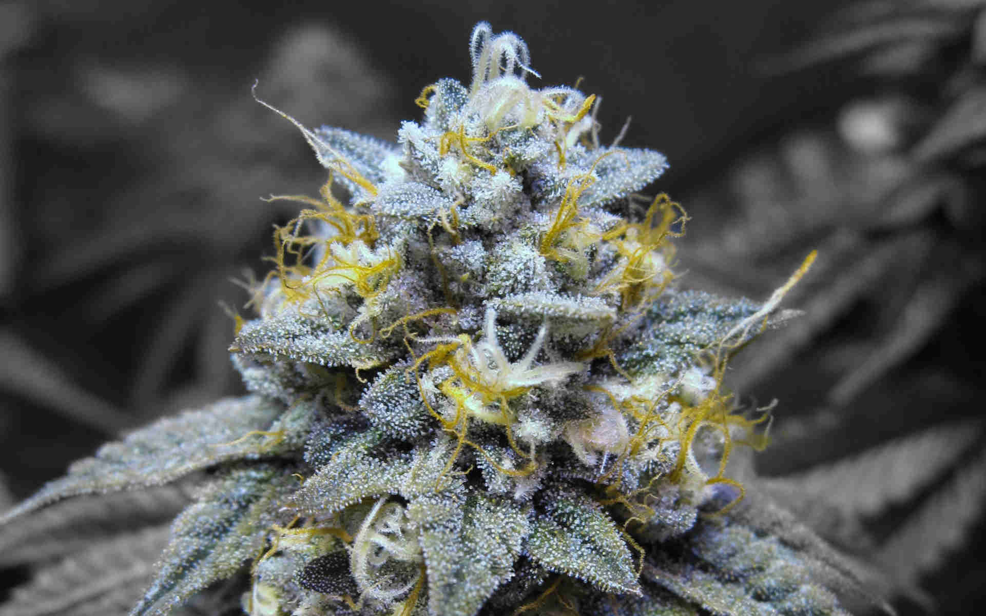 Kosher Kush DNA Genetics marihuana