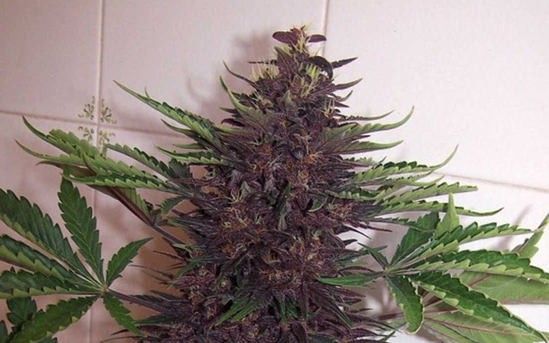 Kush Auto Buddha nasiona konopi