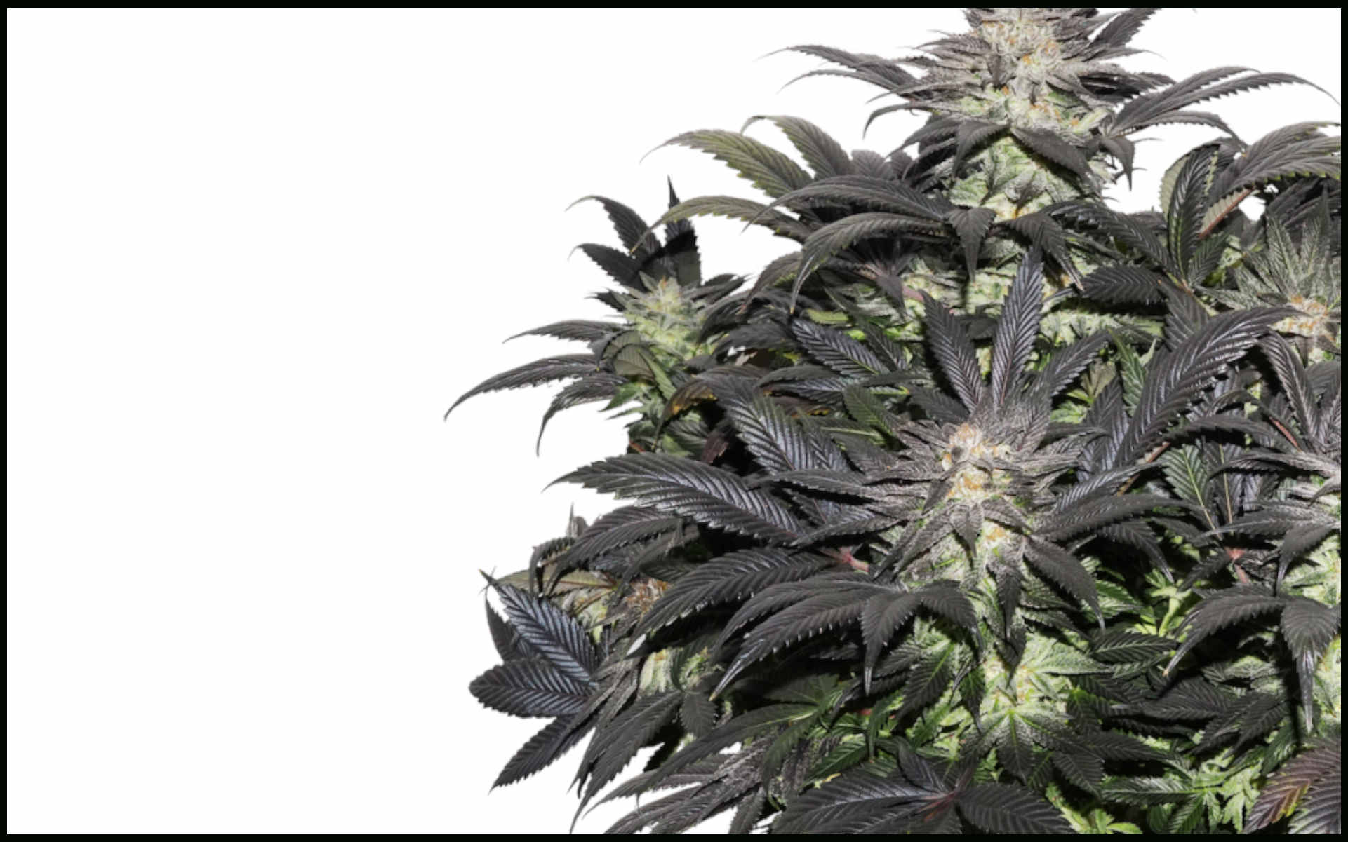 Lava Freeze Super Sativa Seed Club
