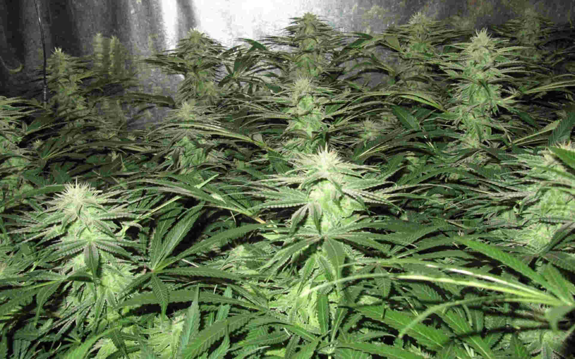 Medical Seeds Devil Fruit