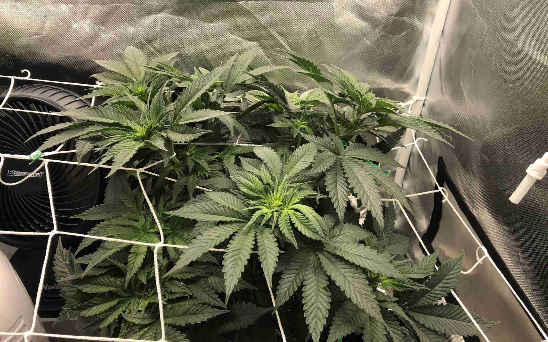 Mendocino Purple Kush Medical Seeds