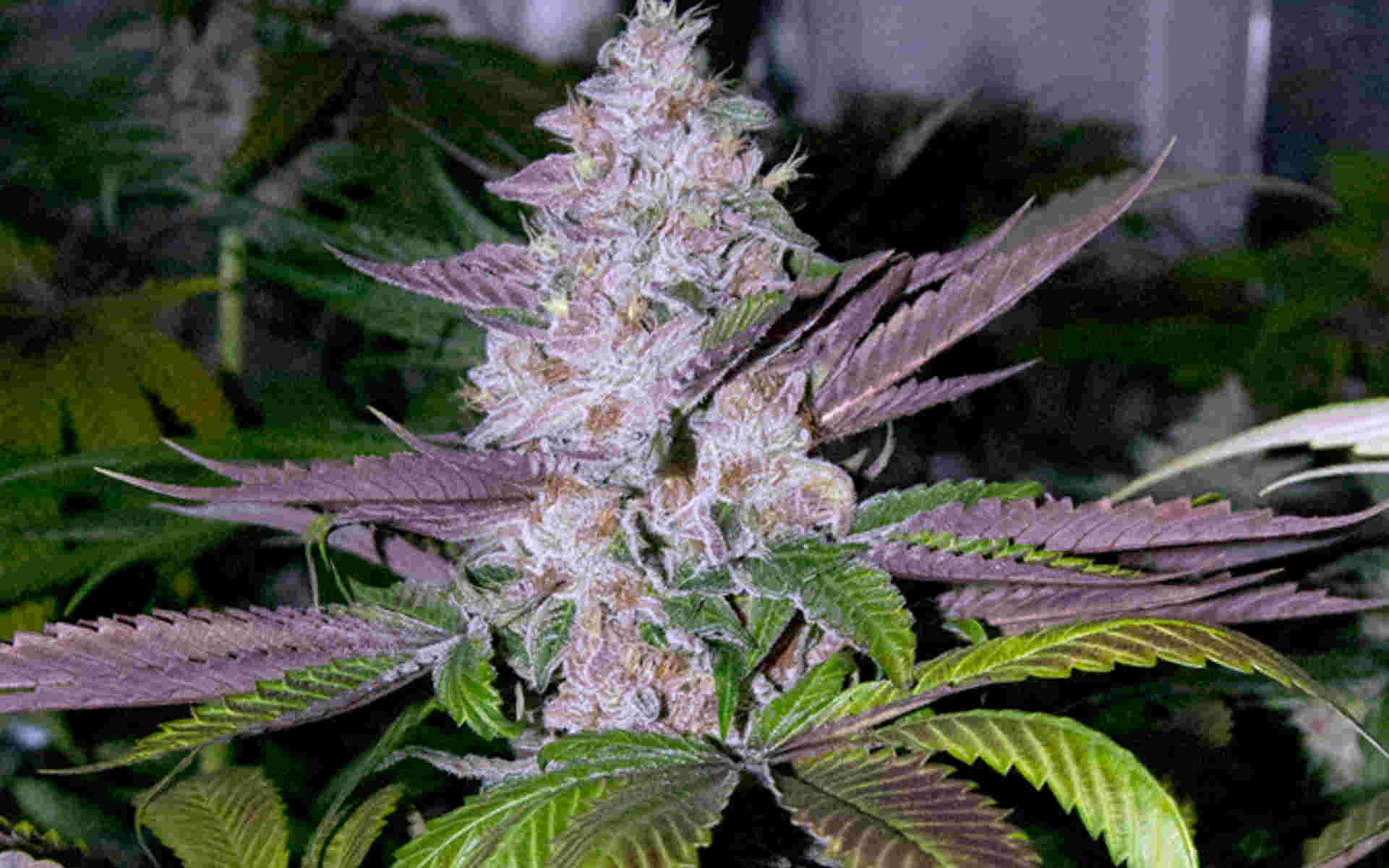 Mendocino Purple Kush Medical Seeds