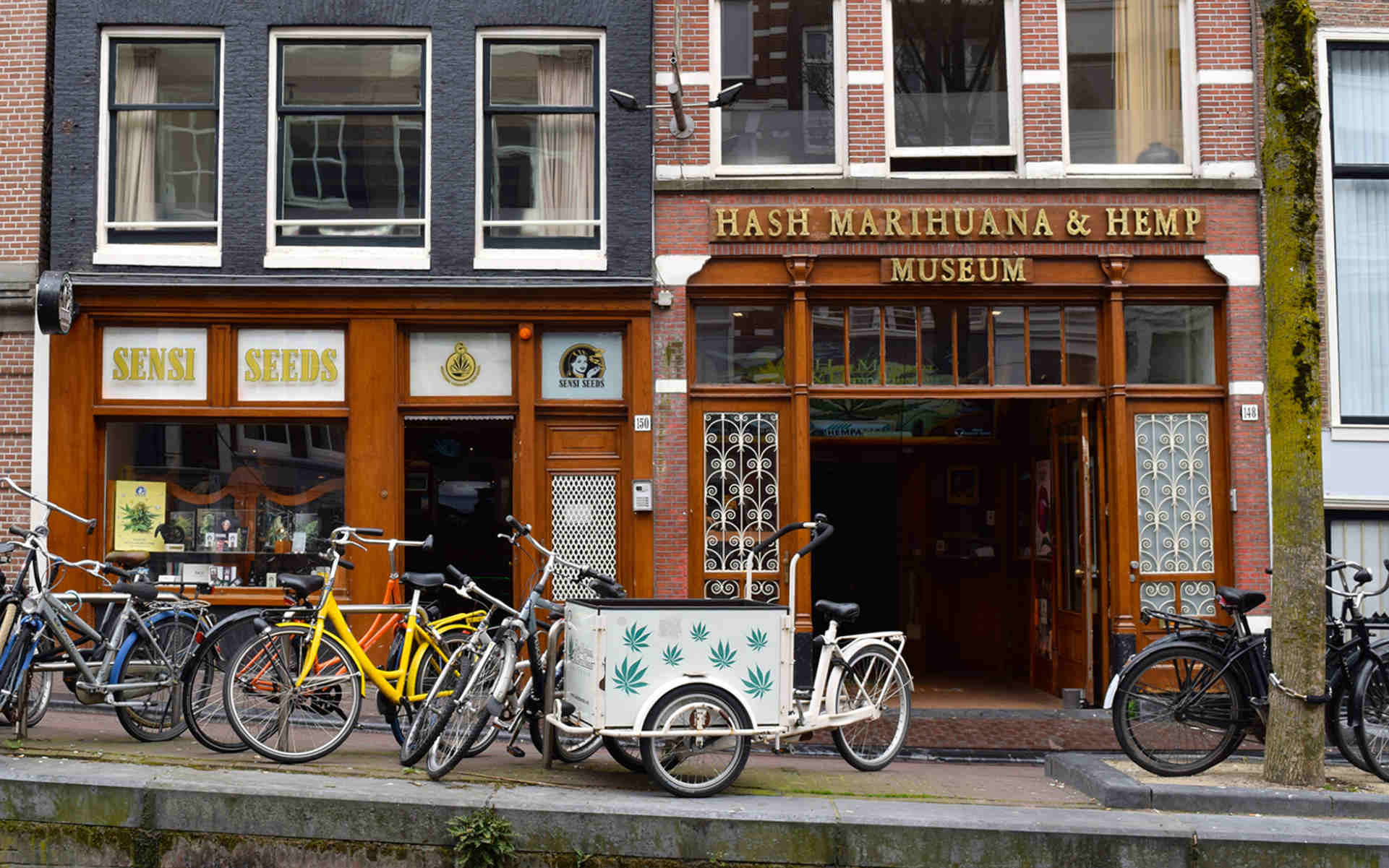 Muzeum Haszyszu i Marihuany w Amsterdamie - dziś