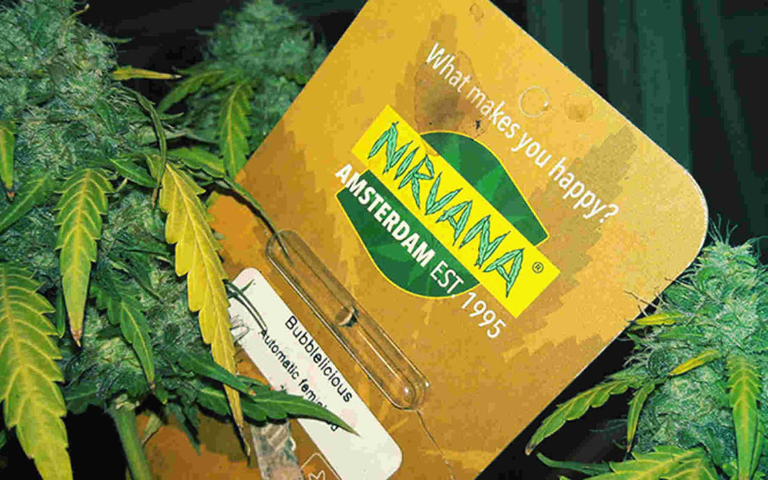 Nasiona marihuany Nirvana Seeds