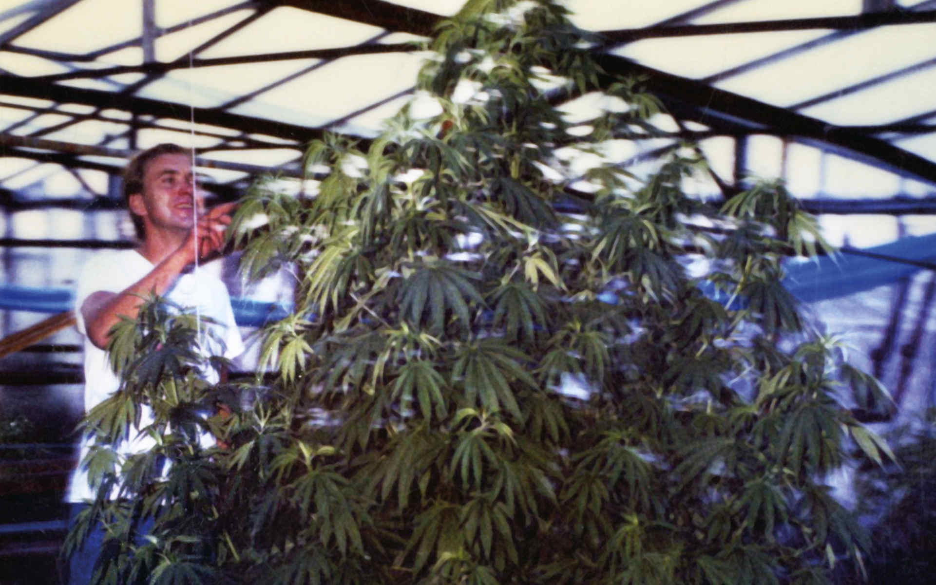 Nasiona Sensi Seeds feminizowane