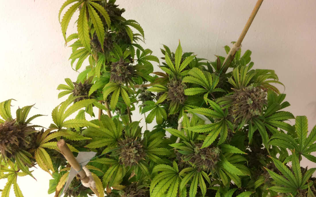 Odmiana medycznej marihuany Painkiller