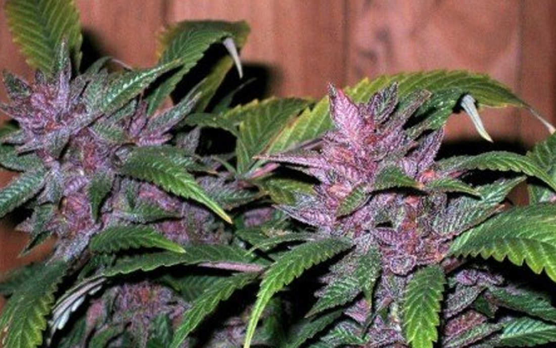 Pakistan Chitral Kush fioletowe topy