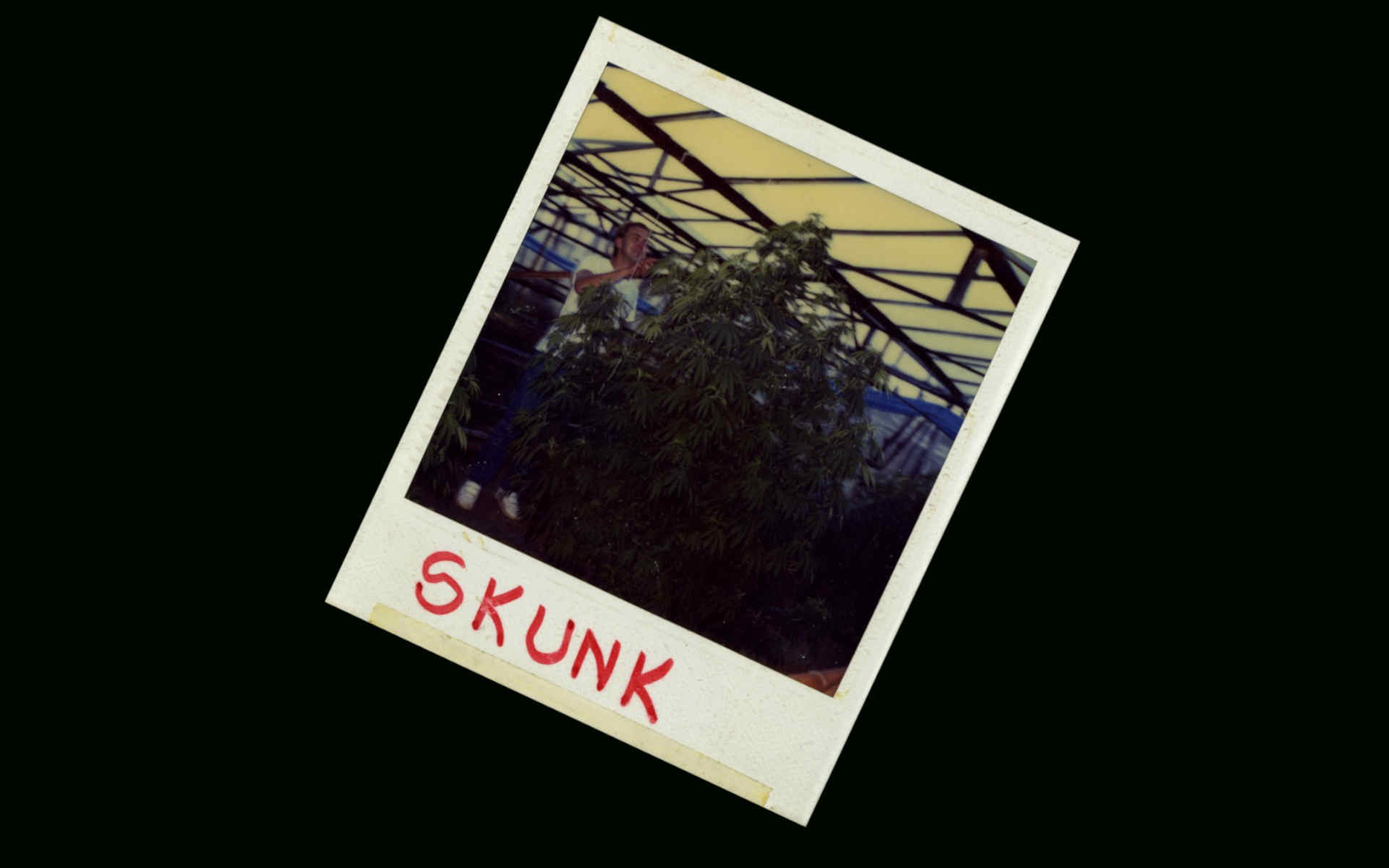 Skunk Sensi Seeds nasiona marihuany