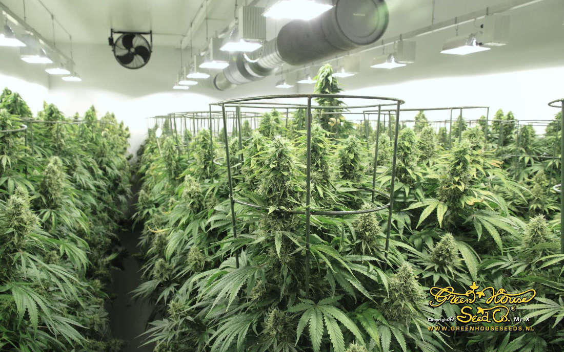 Arjans Ultra Haze Green House Seeds