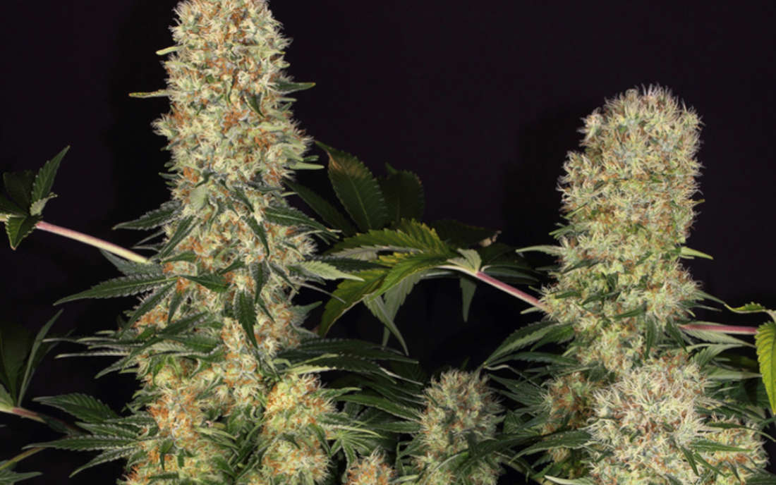 Odmiana konopi - Belladonna Paradise Seeds