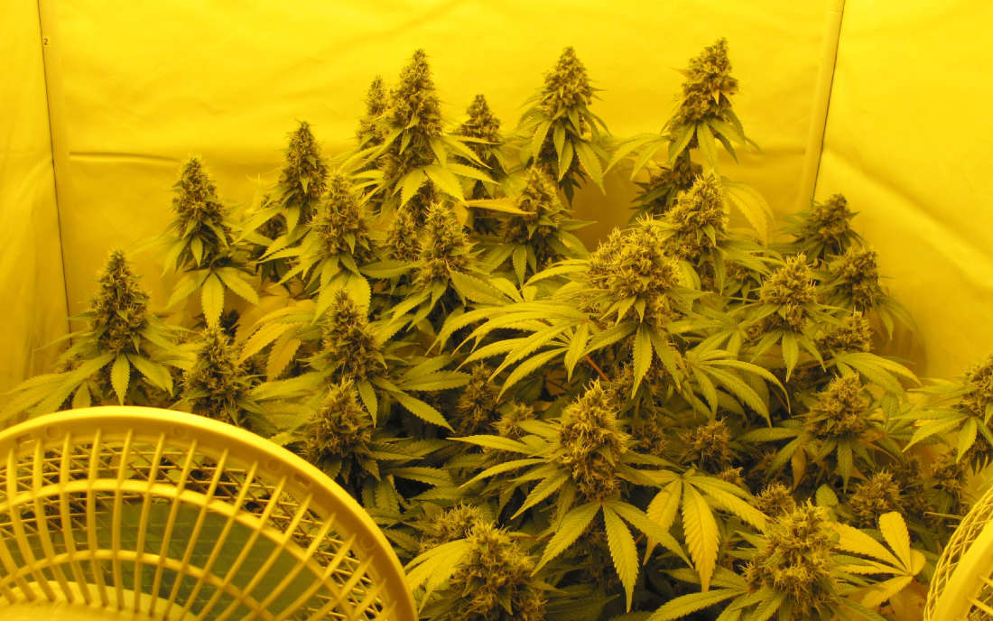 Mocna odmiana - Chemdog