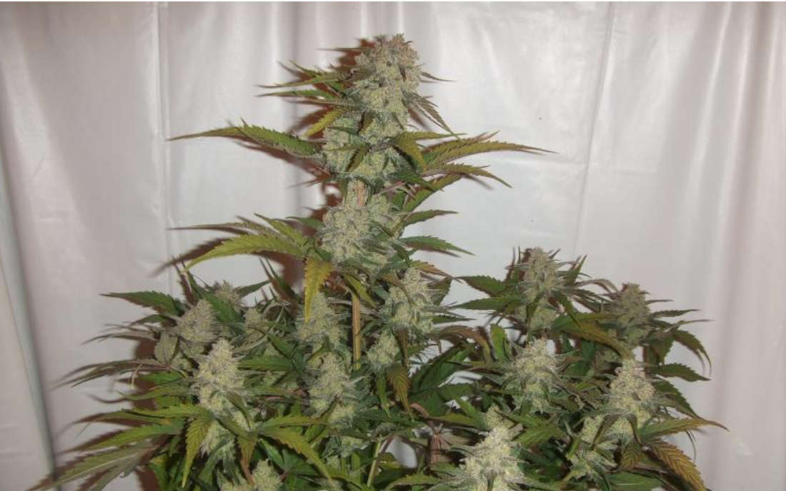 Cream Mandarine Fast Version