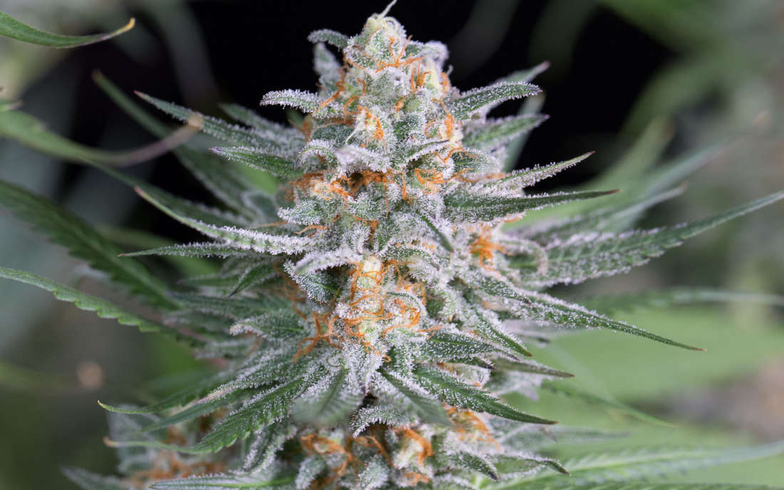 Odmiana marihuany Dinafem Quick Critical
