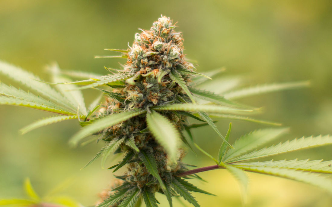 Durban Poison Dutch Passion