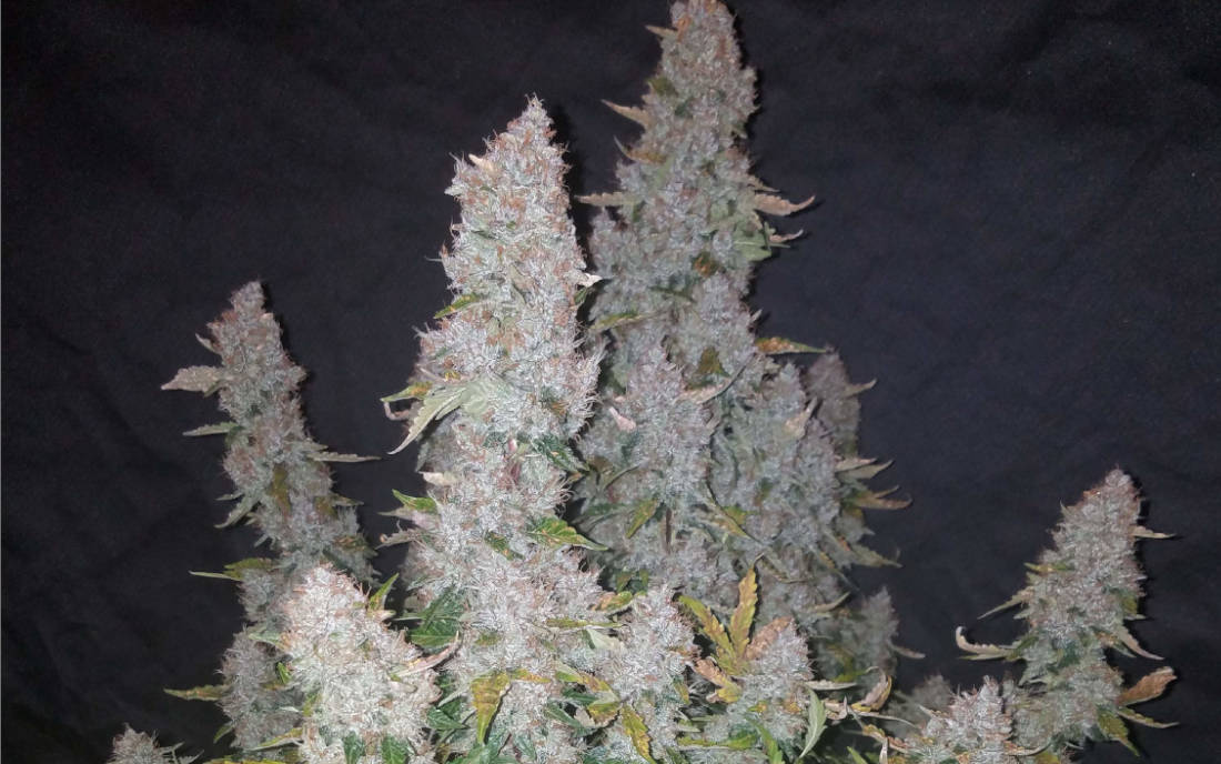 Fast Buds Stardawg Automat