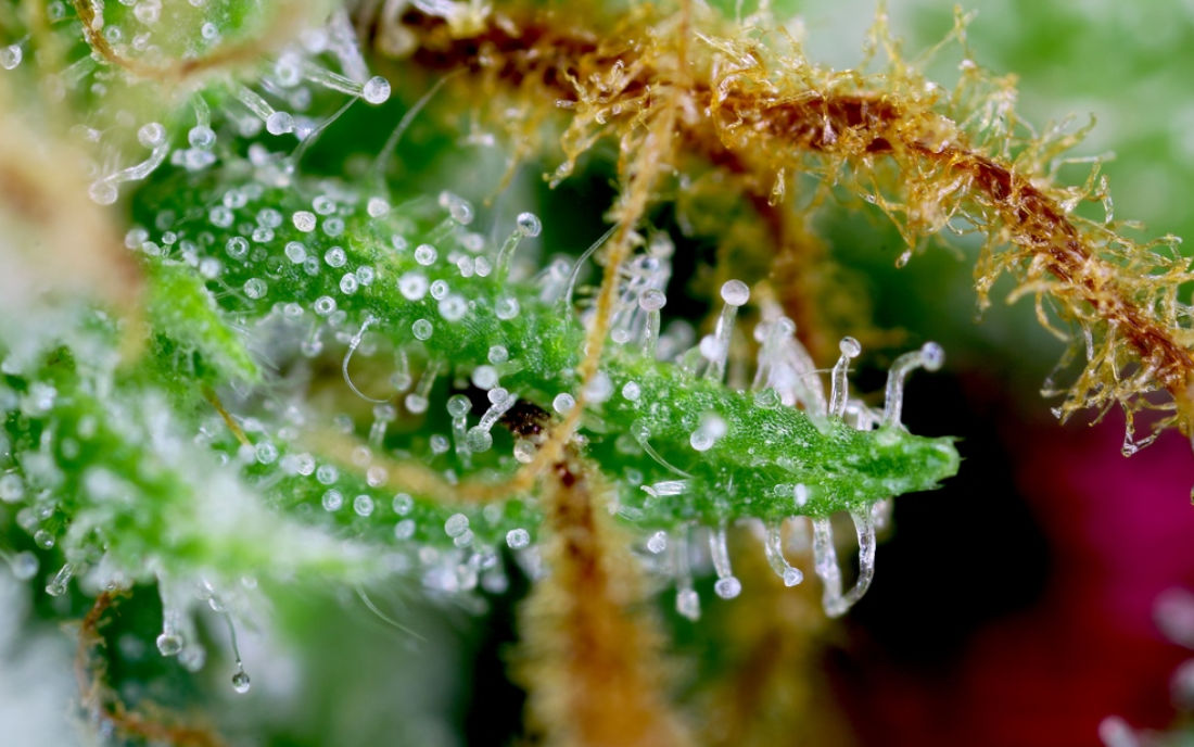 Gorilla Girl Sweet Seeds