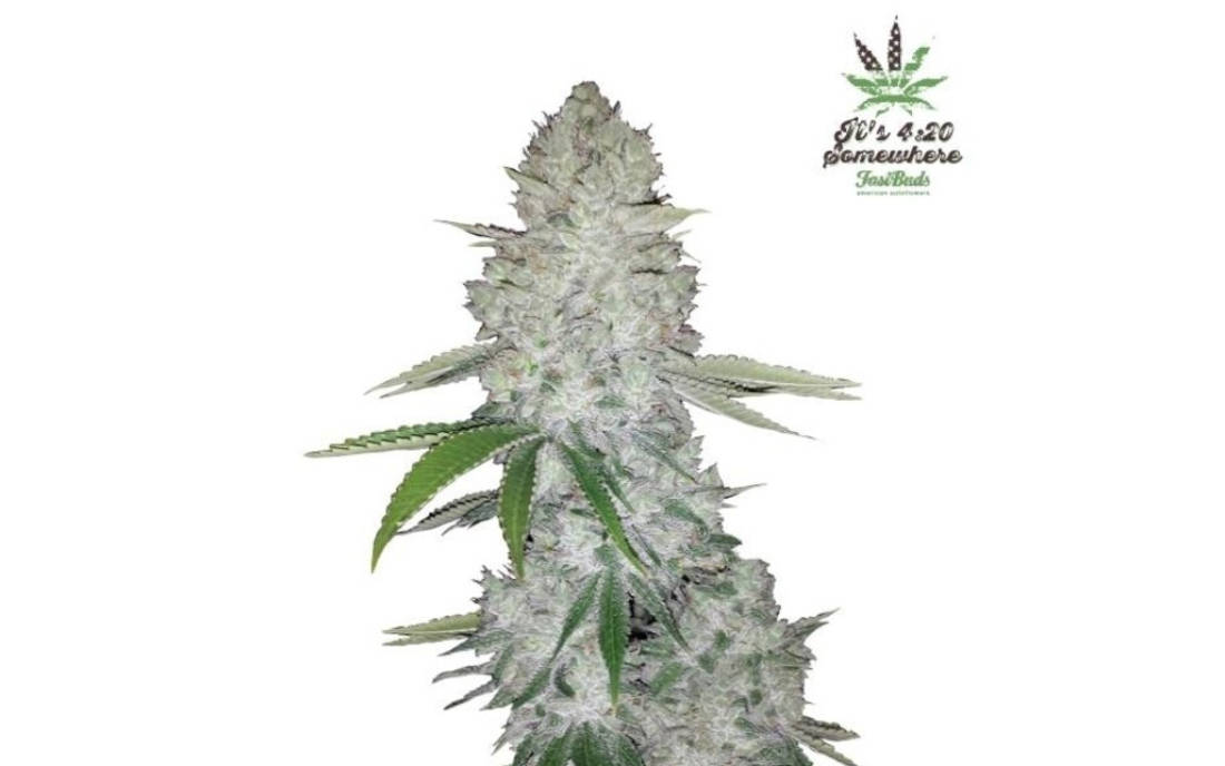 Gorilla Glue Automat