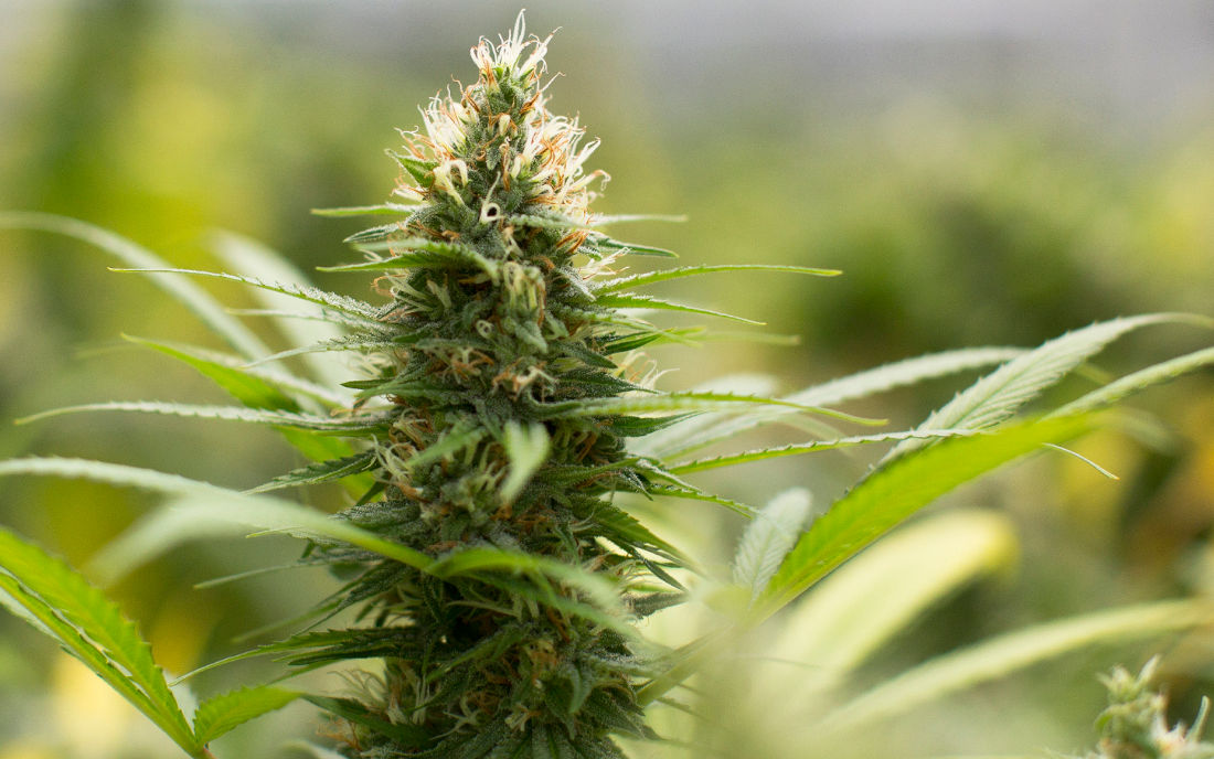 Jack Herer Sensi Seeds