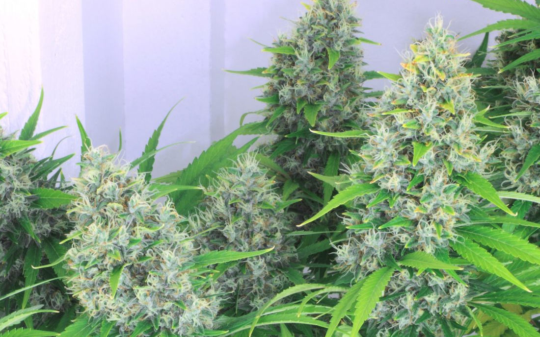 Kali Mist Serious Seeds