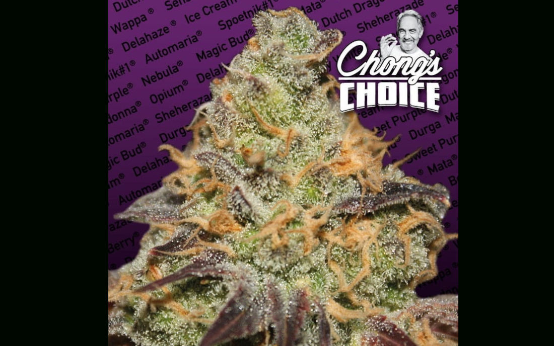 Nasiona marihuany Paradise Seeds sklep