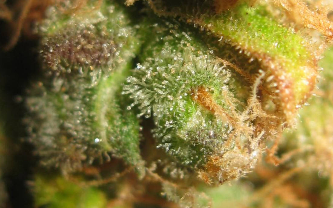 NL5 Afgan - odmiana konopi 