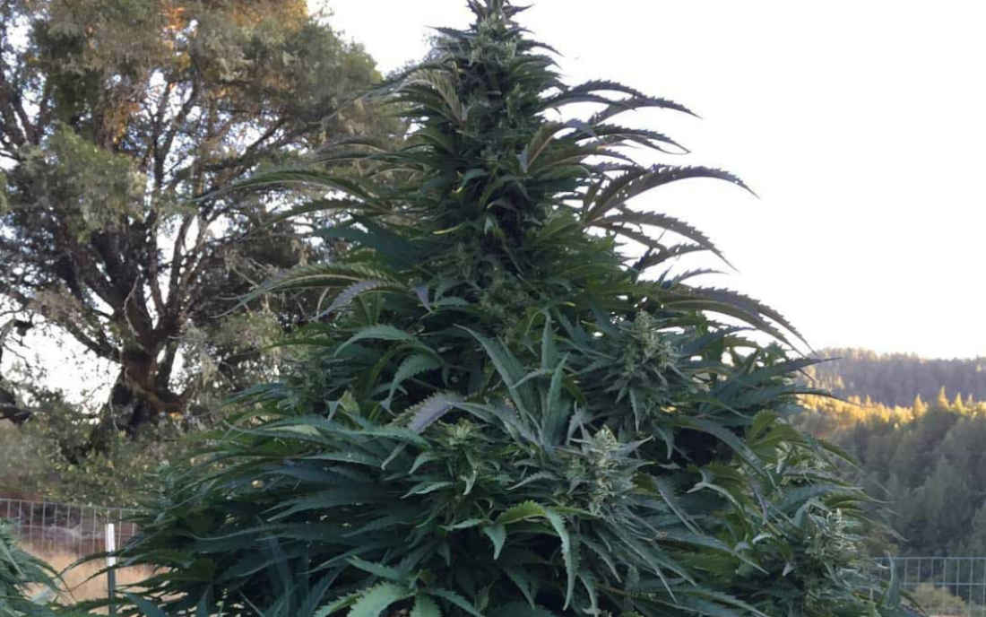 Northern Lights uprawa outdoor