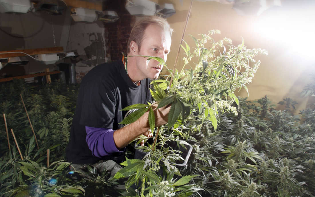 Proces produkcji nasion marihuany Paradise Seeds