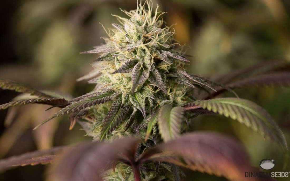 Remo Chemo Dinafem - mocna odmiana