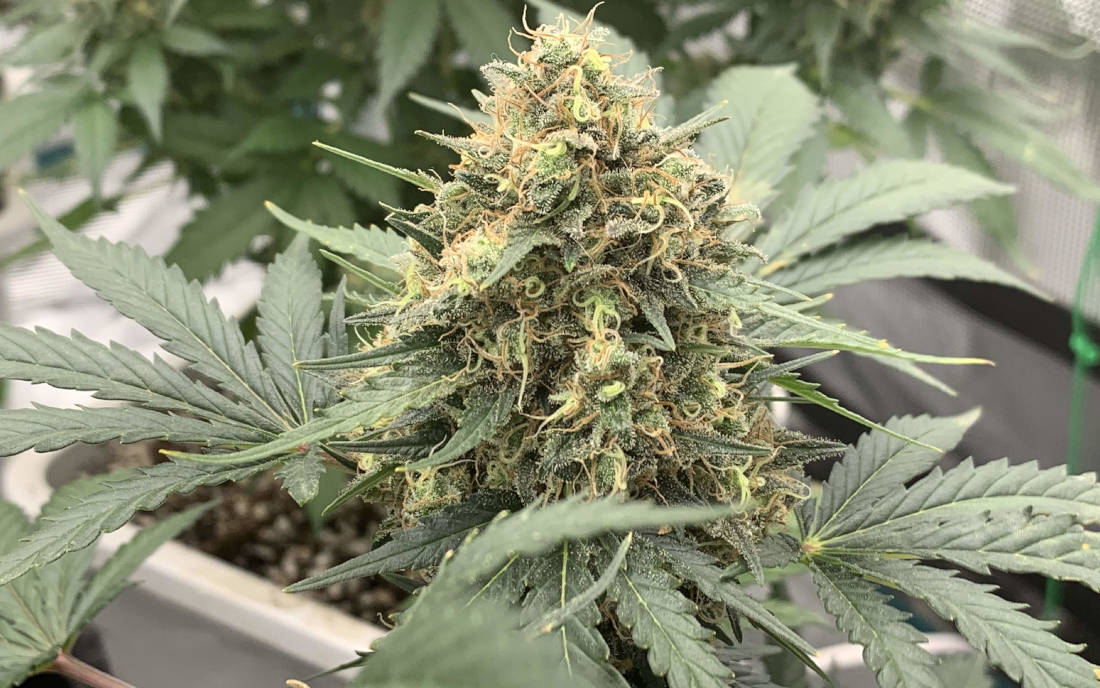 Shishkaberry Barneys Farm