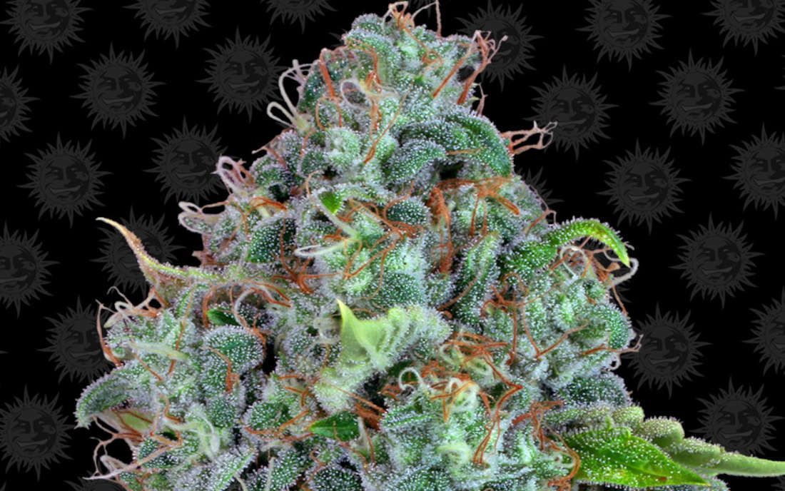 Strawberry Lemonade Barneys Farm