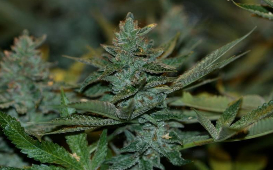 Strawberry Sour Diesel