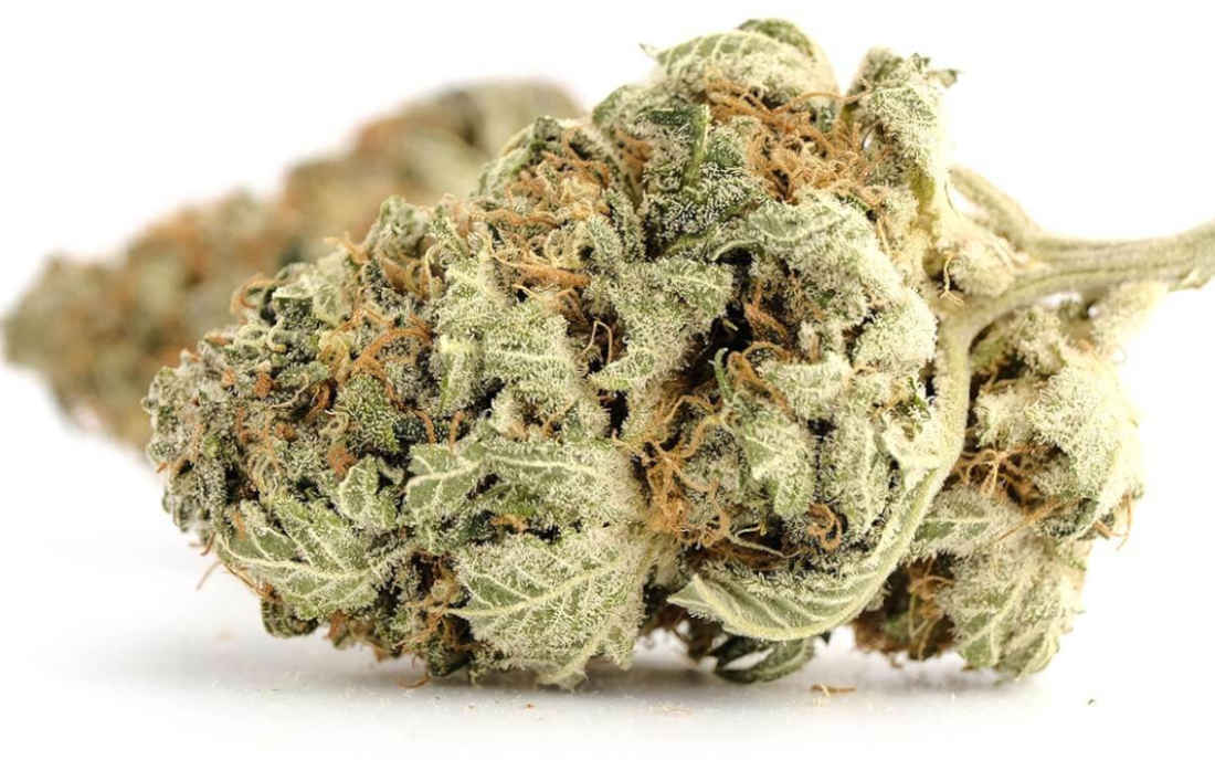 Top rośliny Northern Lights